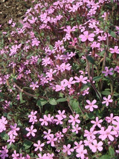 Saponaria ocymoides fleur